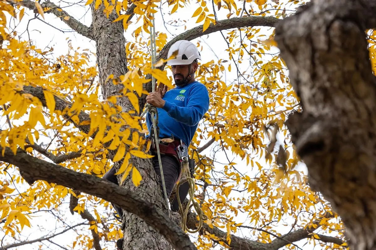 Skilled Tree Transplanting crew working in Budd Lake