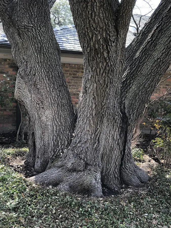 Mature heritage tree close to a Budd Lake property cared for by certified arborists